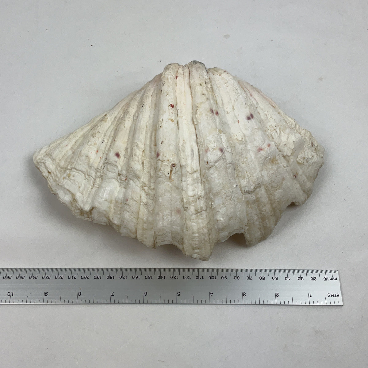 Natural Giant Clam Shell White Large Ribbed Beach Decor Nautical Specimen