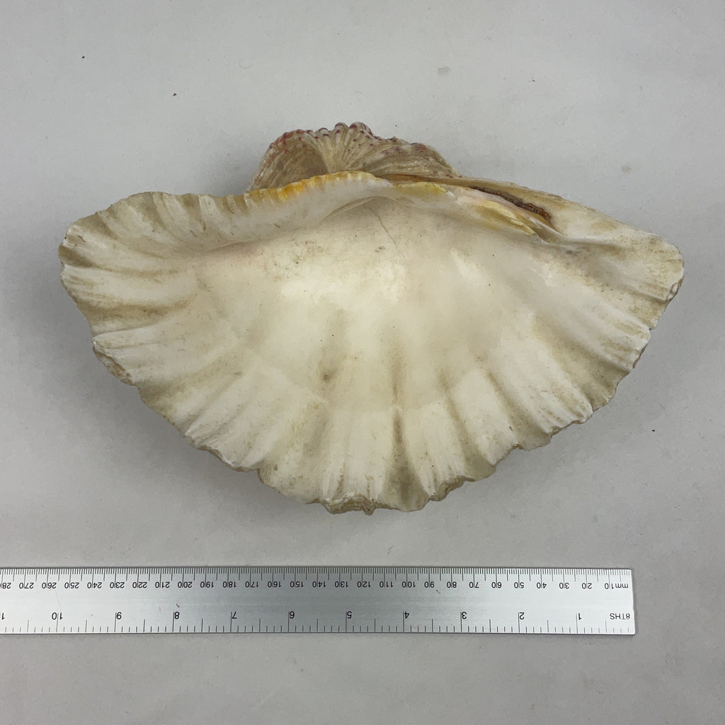 Natural Giant Clam Shell White Large Ribbed Beach Decor Nautical Specimen